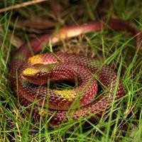 ราคา เลือกสีได้ งูปลอม งูยางไล่นก ความยาว 60 70 80cm ตอนยืดออก งูยาง งูเห่า งูไล่แมว ตัวใหญ่ (16216515906)