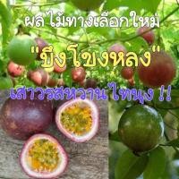 ราคา ต้นเสาวรส พันธุ์ไทนุง พันธุ์หวาน สีม่วง พร้อมปลูก จัดส่งพร้อมถุง 6 นิ้ว ลำต้นสูง 60 ซม (21009531507)