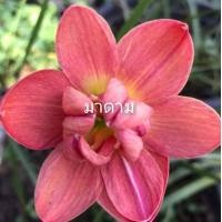 ราคา บัวดิน โทนสีแดง 15แบบ หัวบัวดิน เหง้า ปลูกได้ทุกภาคใช้คลุมดินสวยงาม บัวดินสีแดง (17977305746)