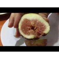 ราคา Figs ต้นมะเดื่อฝรั่ง พันธุ์ BTM6 ญี่ปุ่น อร่อย หวาน หอมมากๆ ต้นสมบูรณ์มาก รากแน่นๆ จัดส่งพร้อมกระถาง 6 นิ้ว ลำต้นสูง 45 50 ซม ต้นไม้แข็งแรงทุกต้น เรารับประกันจัดส่งห่ออย่างดี จัดส่งสินค้าตามรูป (91079