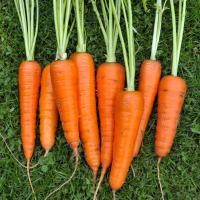 ราคา 100 เมล็ด แครอท Carrot Seed สายพันธุ์นอก ปลูกได้ทั้งปี ทุกฤดู คุณภาพดี ของแท้ 100 สายพันธุ์ Amsterdam Forcing (21233319595)