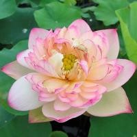 ราคา 10 เมล็ด ดอกบัว บัวสวยงาม Lotus Seeds สายพันธุ์ Flowing Clouds (21167017298)