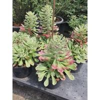 ราคา ต้นพญานาคราชด่าง ในกระถาง8นิ้ว (20756675103)