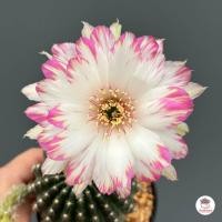 ราคา โลบิเวีย Lobivia แคคตัส กระบองเพชร cactus succulent (20657492076)
