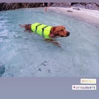 ราคา เสื้อชูชีพสุนัข Dogtalog เบอร์ XXL สีเขียว (2365)