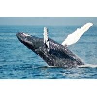 ราคา ทัวร์ อลาสก้า ล่องเรือสำราญ ตามรอยหมีสีน้ำตาล (Royal Caribbean Brilliance of the Seas) สายการบิน Eva Airways Corporation อีวีเอ แอร์เวย์ (TTC238869)