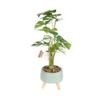 ราคา DECOS ต้นไม้เทียม มอนสเตอร่าด่าง 50 ซม. รุ่น NAL21-3422 ใบสีเขียวขาว (10366771)