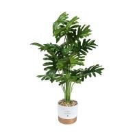 ราคา DECOS ต้นไม้เทียม ซานาดู 60 ซม. พร้อมกระถาง รุ่น 46-2 ใบสีเขียว (10400236)