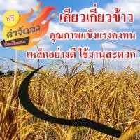 ราคา เคียวเกี่ยวข้าว เกี่ยวหญ้า เคียวใหญ่ 1 เล่ม คม ทนทาน ผลิตจากเหล็กกล้าอย่างดี (1714782475)