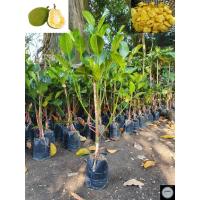 ราคา ต้นขนุน ขนุนทองประเสริฐ ขนุนแดงสุริยา ขนุนทวายปีเดียว ขนุนเพชรราชา ขนุนเพชรดำรง ขนุนทองส้ม ขนุนจำปาดะ ขนุนจำปากรอบ (6168364676)