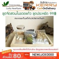 ราคา ชุดจัดสวนในขวดแก้ว DIY สวนขวดประหยัด 99฿ มีของพร้อมส่ง (859175021)