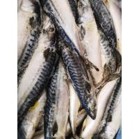 ราคา ปลาซาบะนอร์เวย์​แพ็คละ​ 1 กิโลกรัม​ (5863510046)