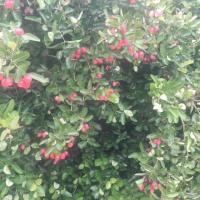 ราคา มะม่วงหาวมะนาวโห่สดๆ ลูกโตๆ 1 กก. ลูกขาวชมพูแดง ค่าขนส่งเริ่มต้นเพียง 22 บาท (3943766293)