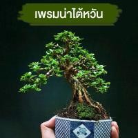 ราคา เพรมน่า (บอนไซ) เพรมน่าซูโม่ เพรมน่าไต้หวัน เพรมน่าเกาะหิน เพรมน่าด่าง เพรมม่า หลินซาน ม่วงเจริญ เชอรี่แคระ หมากเมเปิ้ล. (7544567120)