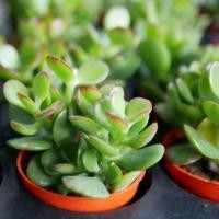 ราคา DDPLANTS ต้นคลาสซูล่า ใบเงิน ดูดทรัพย์ ราคาถูก ขนาด 2 นิ้ว (2831651101)