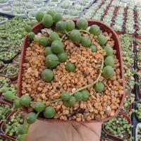 ราคา Senecio Rowleyanus ขนาด 4-5 เซนติเมตร ในกระถาง 3 นิ้ว 1 ต้น กุหลาบหินนำเข้า ไม้อวบน้ำ.Imported Live Succulents plant (1794709448)