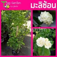 ราคา ต้นมะลิ มะลิซ้อน ดอกหอมมาก ดอกมะลิซ้อน ต้นสวยๆพุ่มแน่นๆ (2938054538)