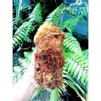 ราคา เฟิร์น(ว่าน)ลูกไก่ทองขนาด น้ำหนัก400​-500กรัม​ กว้าง26-30ซ.ม​ สูง15-18 ซ.ม ต้องการแบบมียอดอ่อนขึ้นแล้วบอกได้ (4279049905)