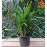 ราคา ต้นใบเตยหอม ใบเตยหอม ใบเตย ต้นเตย ออกรากแล้วพร้อมปลูก (4820402327)