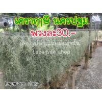 ราคา เคราฤาษี หนวดฤาษี (พวงละ30) ไม้ฟอกอากาศ แบบกิโลก็ขายนะจ้า (2942243602)