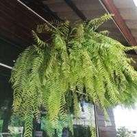 ราคา เฟิร์น​สไบนาง เฟิร์นตกแต่ง สไบนางป่า ​ใบยาวสวย (2498549579)