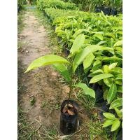 ราคา ต้นกล้าเม่าหลวงภูพาน (หมากเม่า) (4350277157)