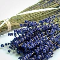 ราคา ดอกลาเวนเดอร์แห้ง / ดอกลาเวนเดอร์แห้งดอกไม้ธรรมชาติ (5185518648)