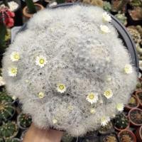 ราคา Cactus แคคตัส กระบองเพชร แมมขนนกขาว (279923160)