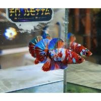 ราคา FN betta092 ปลากัดพ่อพันธุ์คัดเกรดเพศผู้ multicolor ครอป์ ปลากัดแฟนซี กาแล็คซี่ อุปกรณ์เลี้ยงปลา ปลากัดมุกทอง ถูก (3391001407)