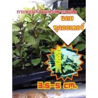 ราคา กระท่อม ต้นกระท่อมก้านแดง (14846527321)