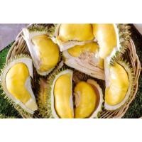 ราคา ต้นทุเรียน เสียบยอด พันธุ์ นกกระจิบ ขนาดต้นสูง 80 100 ซม พร้อมส่ง ปลูกได้เลย ต้นแข็งแรง ต้นไม้สร้างรายได้ (9270273300)