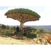 ราคา เมล็ดพันธุ์ จันผาเลือดมังกร Dragon Blood Tree Dracaena Draco บรรจุ 2 และ 6 เมล็ด (4784359627)