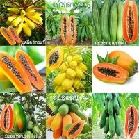 ราคา มะละกอ 10แถม1 ถูกที่สุด10บ เมล็ดพันธุ์มะละกอแขกดำ 5 20 เมล็ด ปลูกง่าย โตไว ผลดก ทานอร่อย (11284276302)
