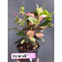 ราคา ต้นชบาด่างแดง/ด่างขาว ดอกแดง ไม้ประดับ ใบสวยๆ โครงสร้างดี (5179832798)