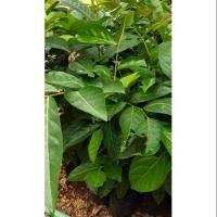 ราคา ต้นมันปู ผักทานใบ ออแกนิค (5635069920)