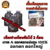 ราคา เชื้อเห็ดฟาง 3 ก้อน เชื้อเห็ด พร้อมปลูก ดอกใหญ่ ออกง่าย ออกดก แจกฟรีคู่มือเพาะเห็ด (3318605839)