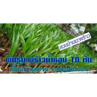ราคา *แพ็ค10ต้น* พันธุ์มะพร้าวน้ำหอมต้นเตี้ยแท้บ้านแพ้ว กล้ามะพร้าวน้ำหอม ลูกดกก้นจีบ ไม่ปน รากหอมใบเตย รสชาติหอมหวาน (7725756295)