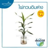 ราคา ไผ่กวนอิมด่าง (จำนวน 1 กิ่ง) ไม้ฟอกอากาศ สามารถปลูกในน้ำได้ ต้นไม้ฟอกอากาศ ต้นไม้น้ำ ต้นไม้ ต้นไม้มงคล (2641889941)