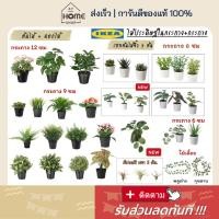 ราคา ⚡ส่งเร็ว I อิเกีย I แท้ พร้อมส่ง ต้นไม้ปลอมเหมือนจริง ต้นไม้ ต้นไม้ปลอม ต้นไม้ประดิษฐ์ มอนสเตลล่า IKEA (5052620915)