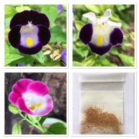 ราคา เมล็ดพันธุ์ ดอกแววมยุรา (4843238060)