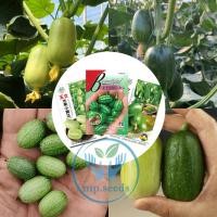 ราคา ชุดเมล็ดแตงกวา แตงกวาจิ๋ว เม็กซิกัน แตงกวามินิ/ไข่ไก่ แตงกวาไร้ค้าง แตงกวาญี่ปุ่น แตงกวาดัช แตงร้านยักษ์เปลือกลาย (14475790242)