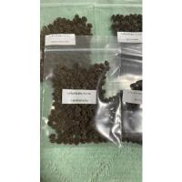 ราคา ถูกที่สุด❗️100 เมล็ด ❗️เมล็ดพันธุ์มะละกอของแท้ จากสวนผู้ปลูกโดยตรง (11402870759)