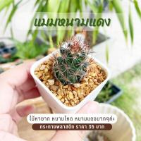 ราคา แมมหนามแดง หนามแดง กระบองเพชร หนามโหดๆ ดอกสวยๆ mammillaria mazatlanensis แบบกระถาง 2 นิ้ว (9931305721)