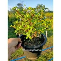 ราคา ต้นคลาสซูล่า #ต้นดูดทรัพย์ใบเล็ก (6245749616)