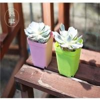 ราคา ลดล้างสต็อก กระถางต้นไม้ กระถางต้นไม้พลาสติกหลากสี YF- 5007 (5544769221)
