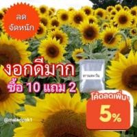 ราคา เมล็ดปลูก ทานตะวัน 30เมล็ดพันธุ์ใหญ่ ดอกทานตะวัน ปลูกในกระถางได้งอกไว (4740501060)