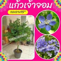 ราคา ต้นแก้วเจ้าจอม #แก้วเจ้าจอม กระถาง15” (3531924240)