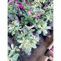 ราคา ต้นชวนชมด่างลายหินอ่อน Adenium #Marble โขดสวยใบด่าง (18401778291)