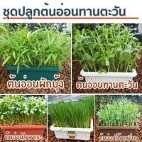 ราคา ชุดปลูกต้นอ่อนทานตะวัน Pack เดี่ยว ชุดปลูกต้นอ่อน ชุดปลูกผัก ต้นอ่อนผักบุ้ง ต้นอ่อนทานตะวัน (487415020)