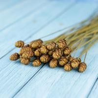 ราคา ดอกกระถินทุ่ง ดอกไม้แห้งธรรมชาติ(พร้อมส่ง) (3149916625)